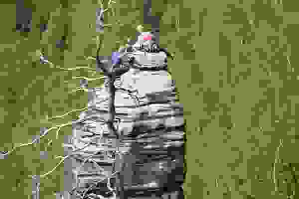 Elbsandstein
