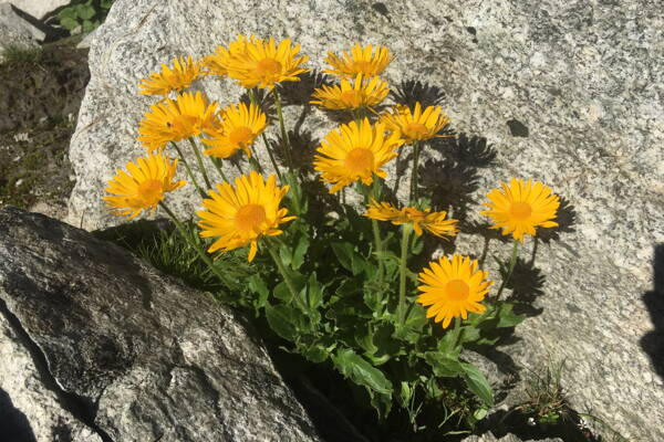 Furkapass Outdoor-Kletterkurse – Kletterschule YOYO