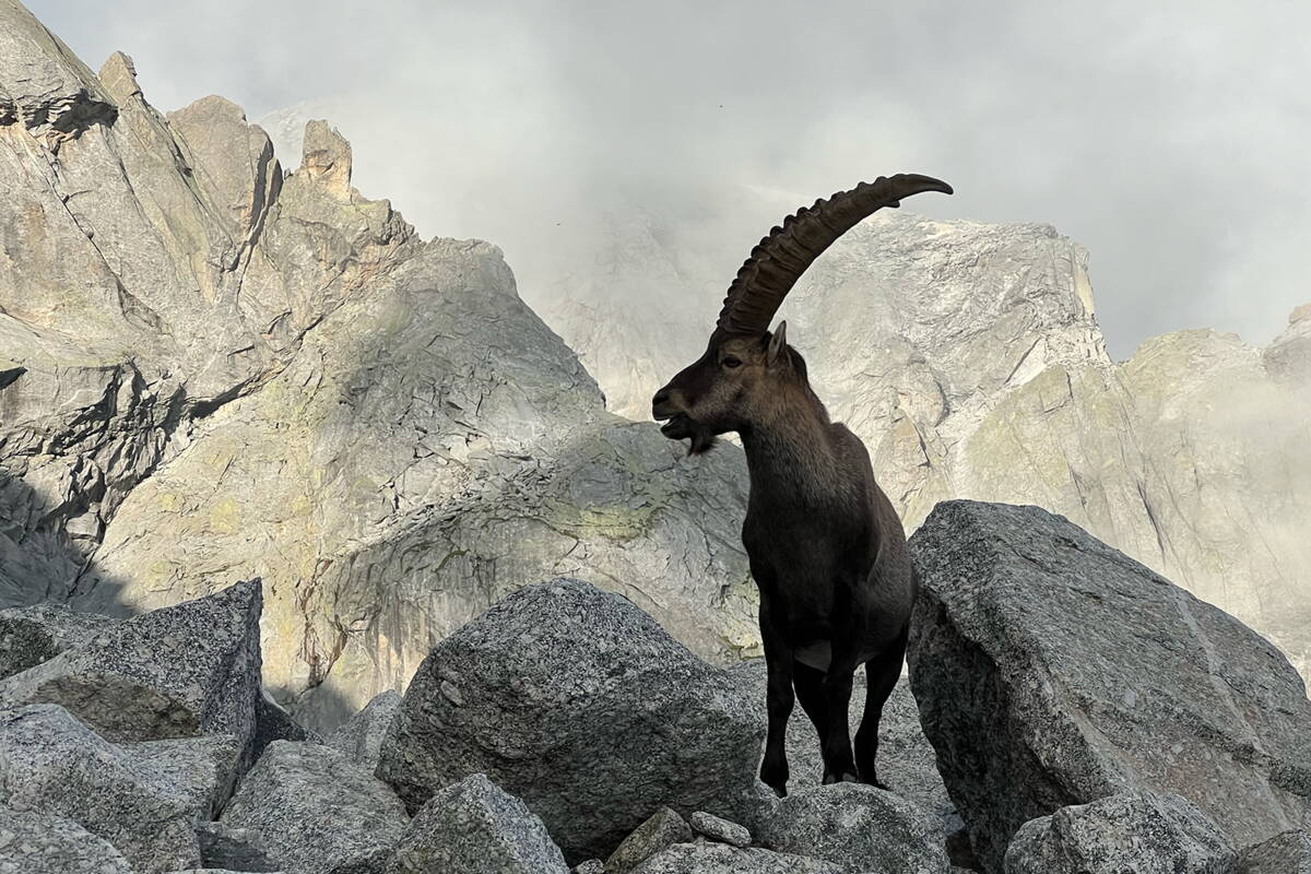 Albigna-Bergell Mehrseillängenrouten – Kletterschule YOYO Albigna-Bergell Mehrseillängenrouten – Kletterschule YOYO