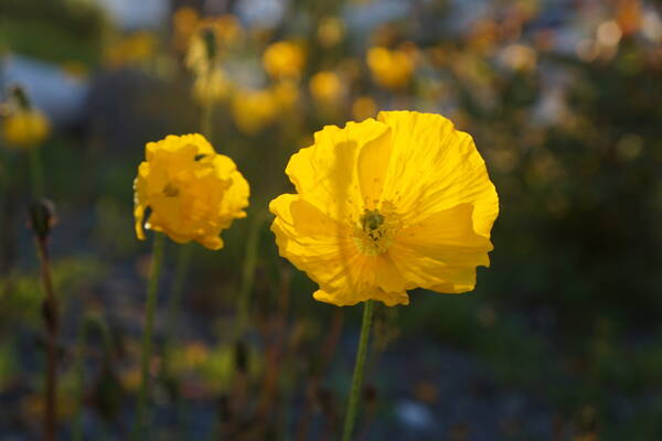 Clean Climbing Kurse Lofoten – Kletterschule YOYO Clean Climbing Kurse Lofoten – Kletterschule YOYO