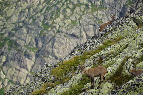 Klettertouren Furkapass