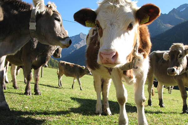 Ötztal Outdoor-Kletterkurse mit Wellness – Kletterschule YOYO