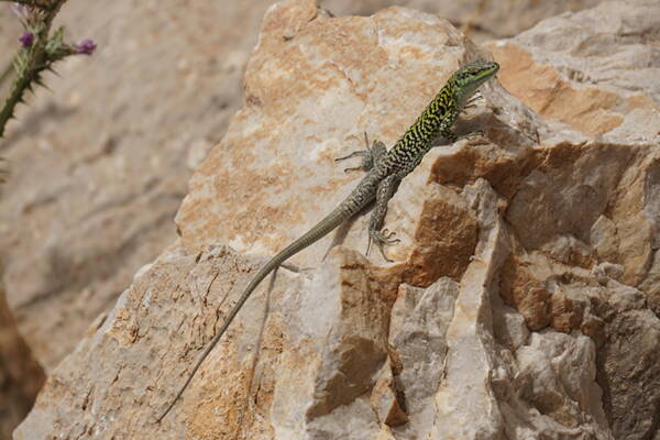 Sizilien Outdoor-Kletterkurse – Kletterschule YOYO