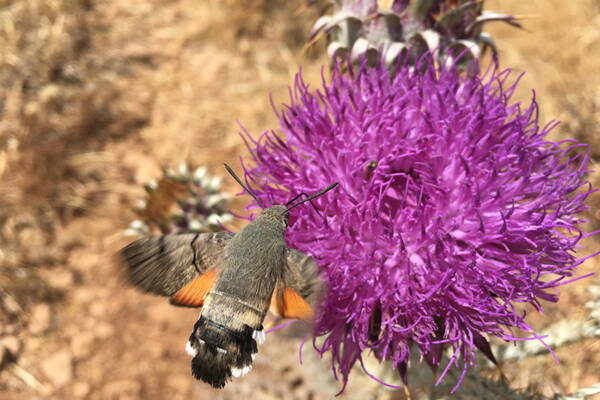 Sizilien Outdoor-Kletterkurse – Kletterschule YOYO