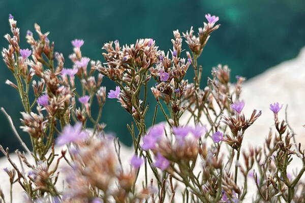 Cape Canaille, Les Calanques Mehrseillängenrouten – Kletterschule YOYO