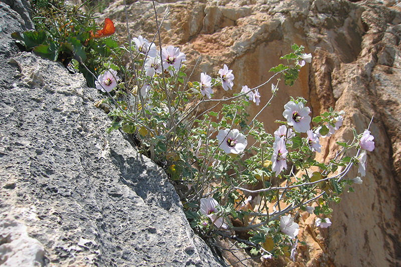 Sardinien